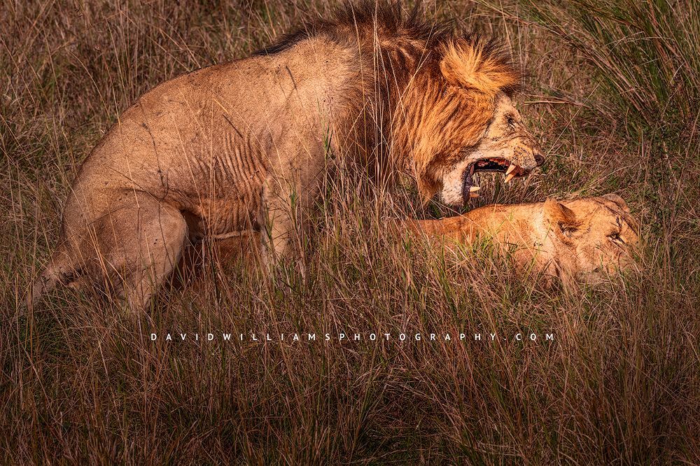 Lion-GP_BKT2227 Lion-GP_BKT2227