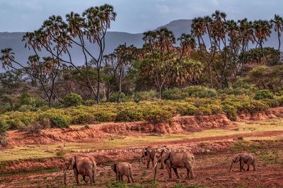 Elephant-GP_D857436 Elephant-GP_D857436