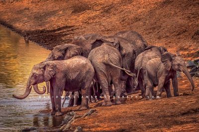 Elephant-GP_BKT2660 Elephant-GP_BKT2660
