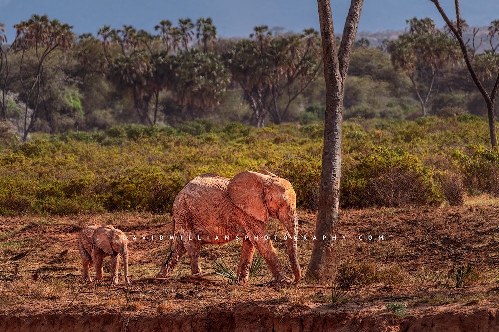 Elephant-GP_D857309 Elephant-GP_D857309