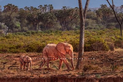Elephant-GP_D857309 Elephant-GP_D857309