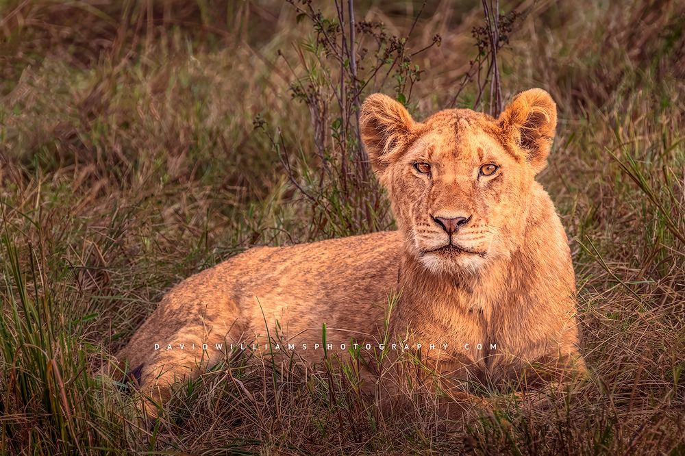 Lion-S_BKT3398 Lion-S_BKT3398