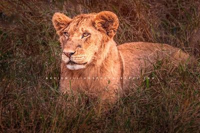 Lion-S_BKT3352