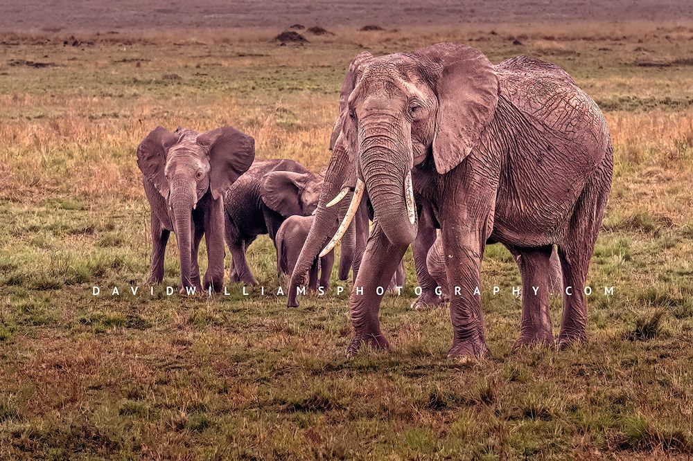 Elephant-GP_BKT2955 Elephant-GP_BKT2955