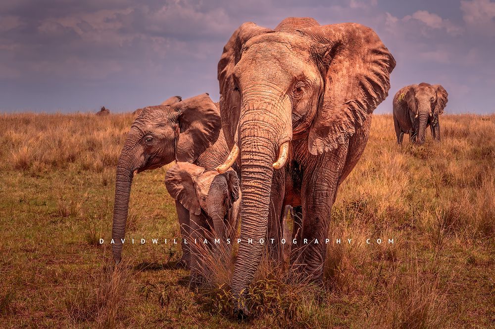 Elephant-GP_BKT2548 Elephant-GP_BKT2548