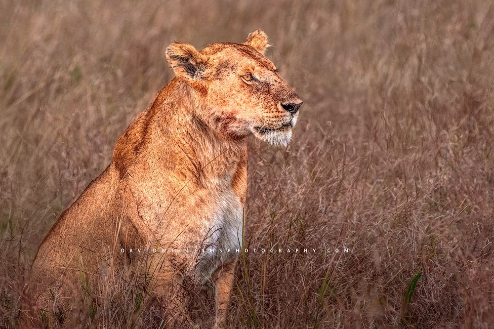 Lion-S_BKT1628 Lion-S_BKT1628