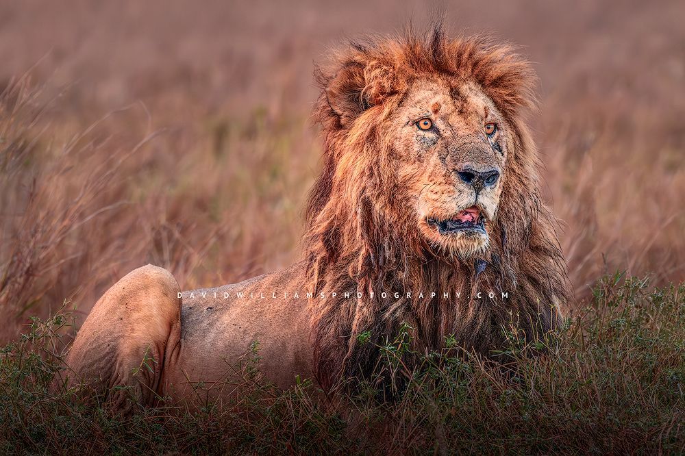 Lion-S_BKT0487 Lion-S_BKT0487