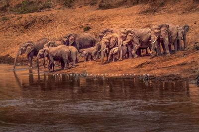 Elephant-GP_BKT2677 Elephant-GP_BKT2677