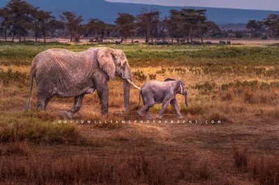 Elephant-GP_BKT6104 Elephant-GP_BKT6104