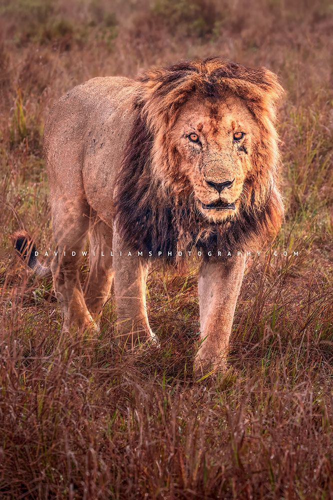 Lion S_BKT0980 Lion S_BKT0980