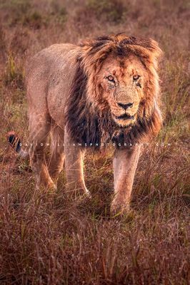 Lion S_BKT0980 Lion S_BKT0980