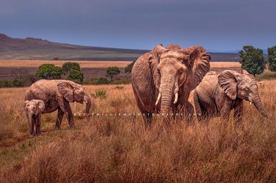 Elephant-GP_BKT2499 Elephant-GP_BKT2499