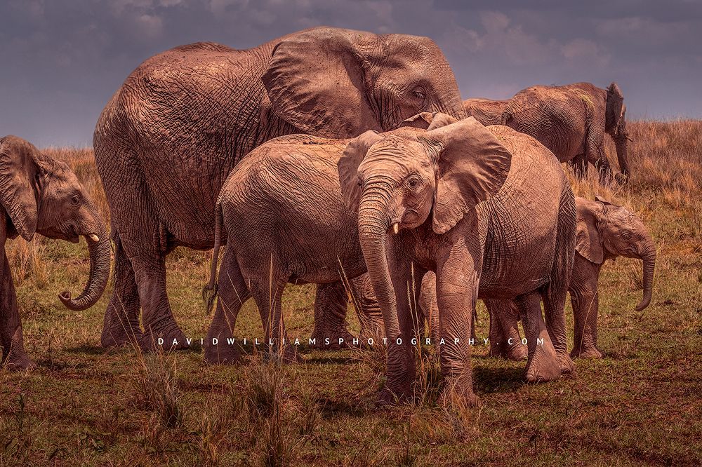 Elephant-GP_BKT2535 Elephant-GP_BKT2535
