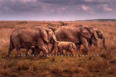 Elephant-GP_BKT2845 Elephant-GP_BKT2845