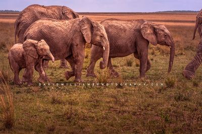 Elephant-GP_BKT2531 Elephant-GP_BKT2531