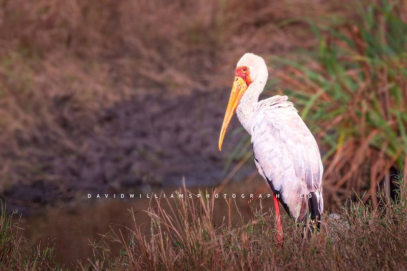 Yellow-billed-Stork_BKT7827 Yellow-billed-Stork_BKT7827