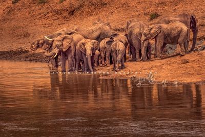 Elephant-GP_BKT2732 Elephant-GP_BKT2732