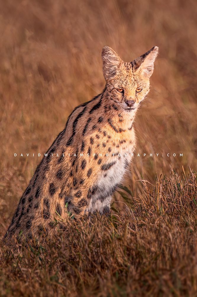Serval-S_BKT8426 Serval-S_BKT8426