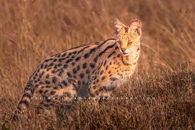 Serval-S_BKT8425 Serval-S_BKT8425