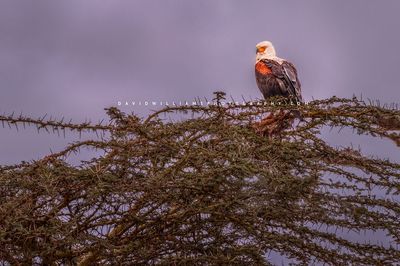 African-Fish-Eagle_NZ94635 African-Fish-Eagle_NZ94635