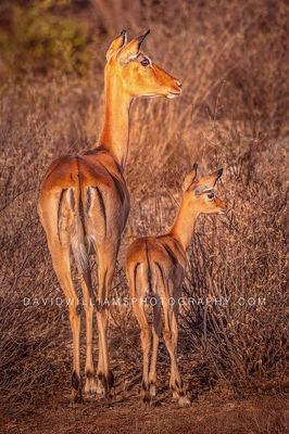 Gerenuk-_BKT6620