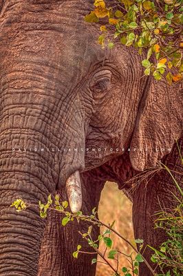 Elephant-S_BKT9027 Elephant-S_BKT9027
