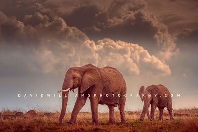 Elephant-GP_BKT2888 Elephant-GP_BKT2888