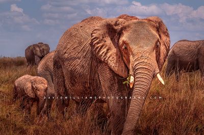 Elephant-GP_BKT2517 Elephant-GP_BKT2517