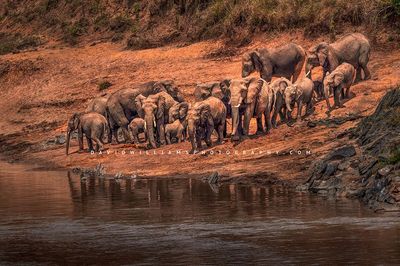 Elephant-GP_BKT2671 Elephant-GP_BKT2671