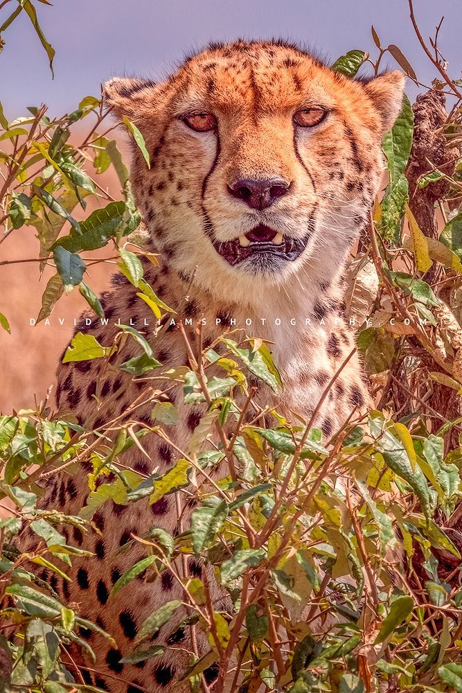 Cheetah-S_BKT8844 Cheetah-S_BKT8844
