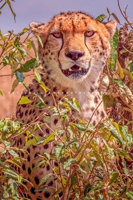 Cheetah-S_BKT8844 Cheetah-S_BKT8844
