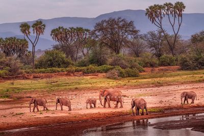 Elephant-GP_D857362 Elephant-GP_D857362