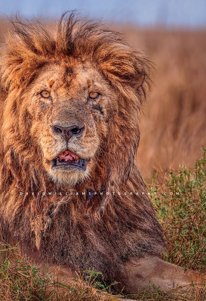 Lion-S_BKT0755
