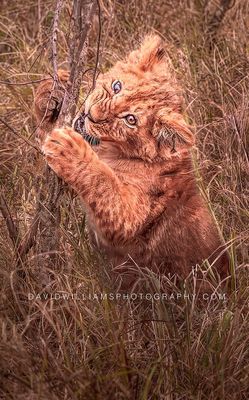 Lion-S_BKT9807EN