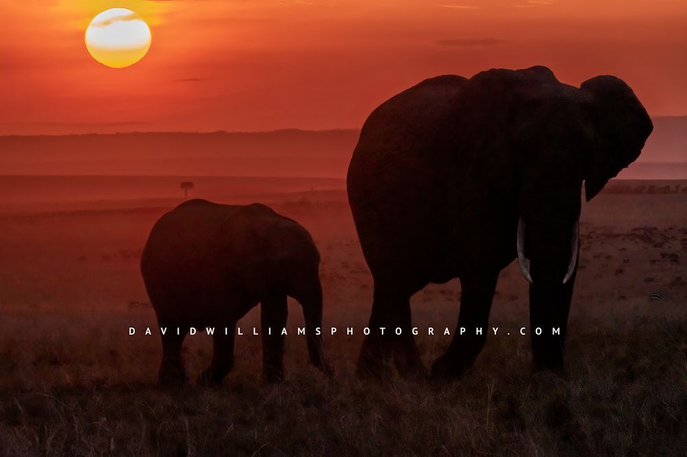 Elephant-GP_BKT0218 Elephant-GP_BKT0218