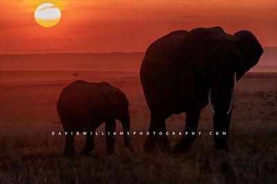 Elephant-GP_BKT0218 Elephant-GP_BKT0218