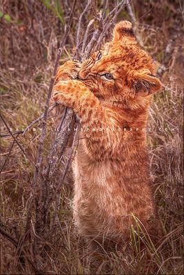 Lion-S_BKT9763 Lion-S_BKT9763
