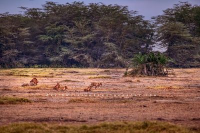 Lion-GP_D855269 Lion-GP_D855269