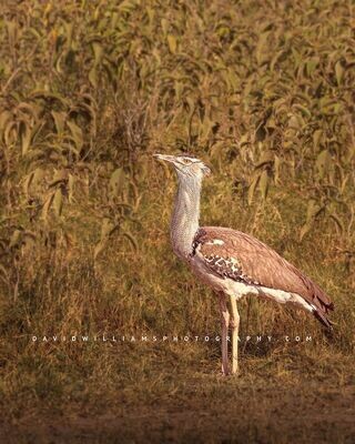 Kori-Bustard_D854812 Kori-Bustard_D854812