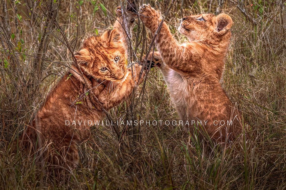Lion-GP_BKT9827