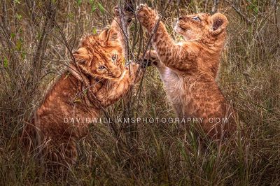 Lion-GP_BKT9827