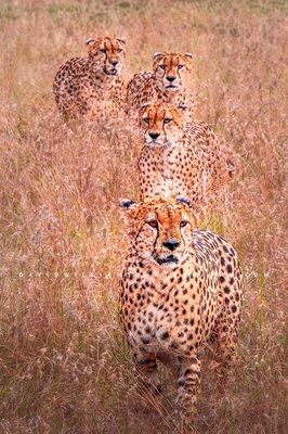 Cheetah-GP_BKT9186 Cheetah-GP_BKT9186