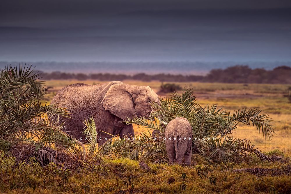 Elephant-Jungle-2_D855339 Elephant-Jungle-2_D855339
