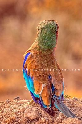 Lilac-breasted-Roller_BKT6784 Lilac-breasted-Roller_BKT6784