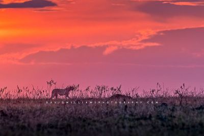 Cheetah-S_BKT7975 Cheetah-S_BKT7975