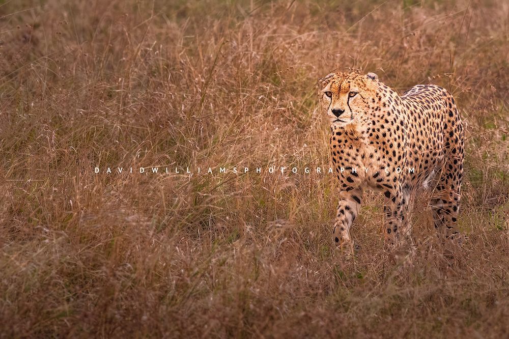 Cheetah-S_BKT9094 Cheetah-S_BKT9094