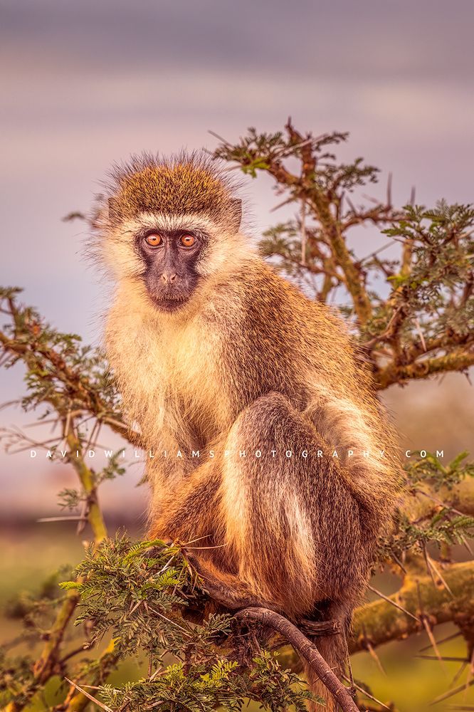 Vervet-Single-1_D855482 Vervet-Single-1_D855482