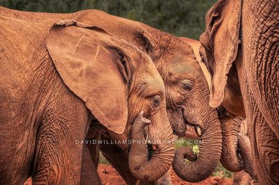 Elephant-GP_D853918 Elephant-GP_D853918