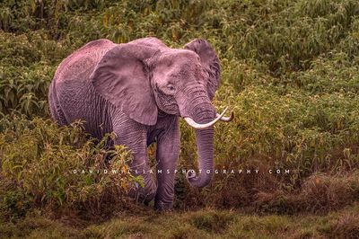 Elephant-single_D855788 Elephant-single_D855788