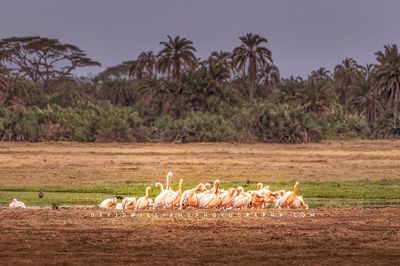 White-Pelican_D855413 White-Pelican_D855413